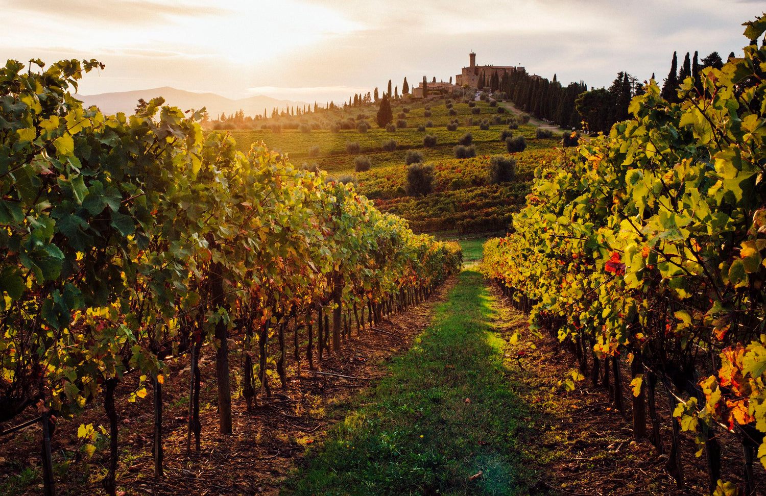 Vineyard in Tuscany